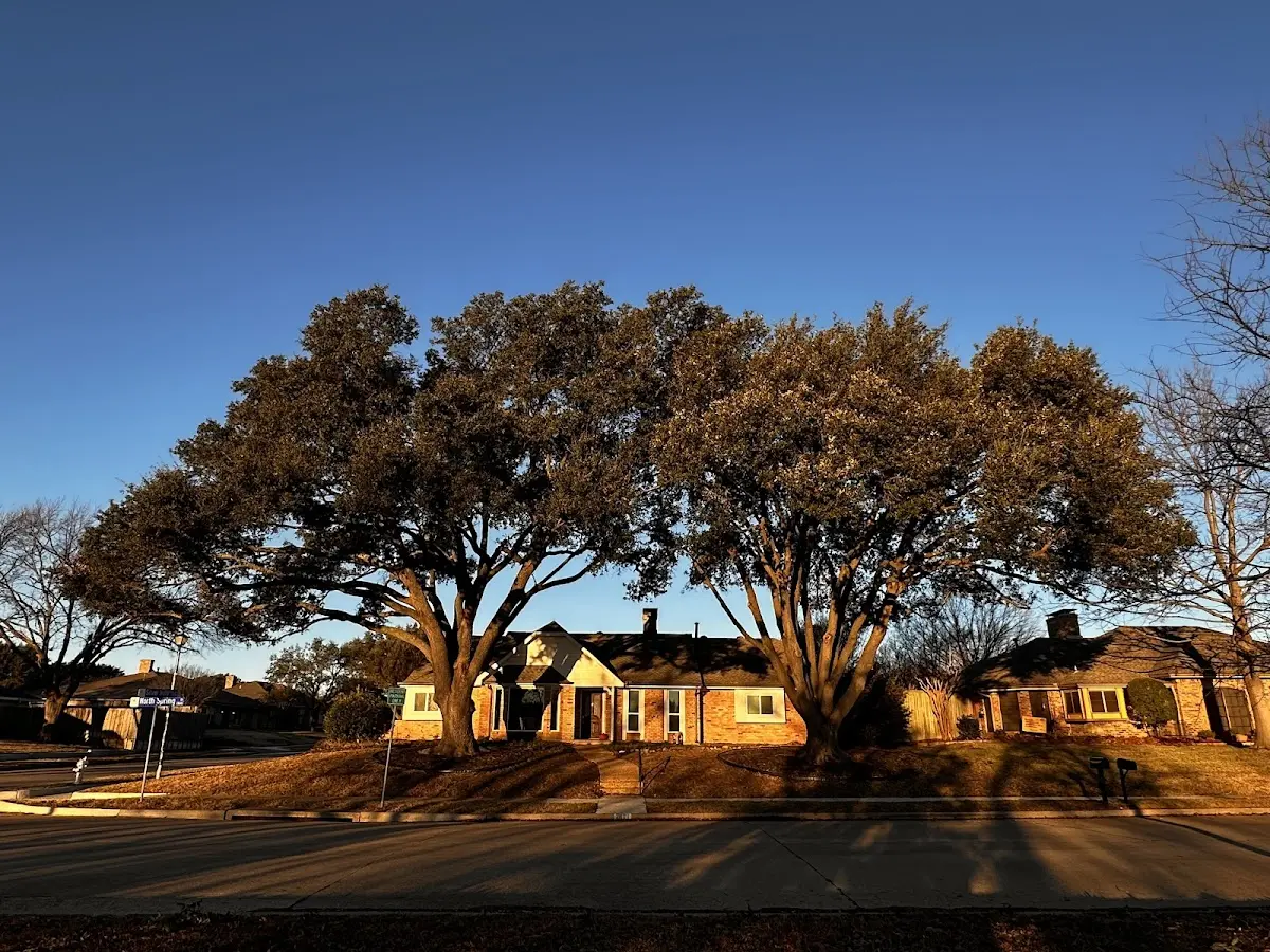 Established residential canopy tree shading a home in West Edmeston